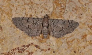 Eupithecia silenicolata
