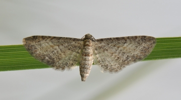 Eupithecia subumbrata