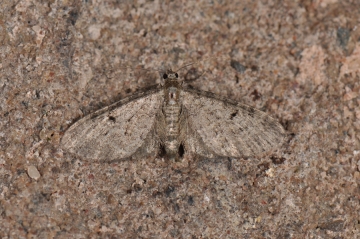 Eupithecia trisignaria