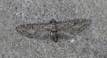 Eupithecia unedonata
