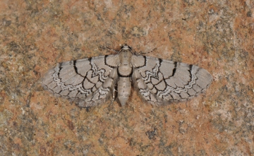 Eupithecia venosata