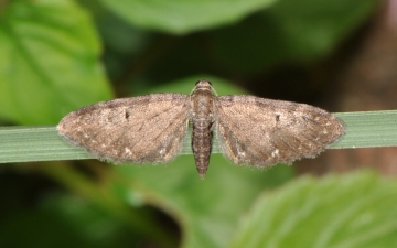 Eupithecia vulgata