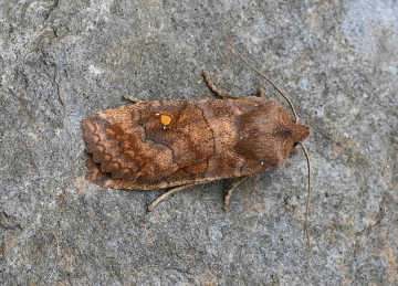 Eupsilia transversa