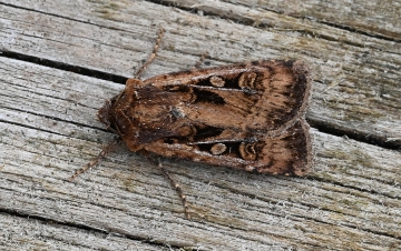 Euxoa tritici