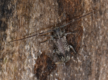 Exocentrus adspersus