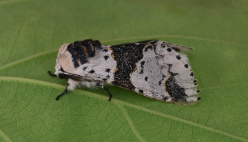 Furcula bicuspis