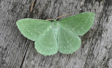Geometra papilionaria