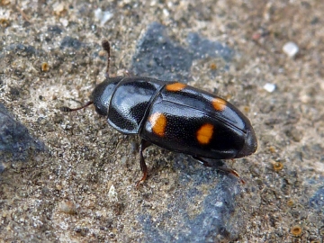 Glischrochilus hortensis