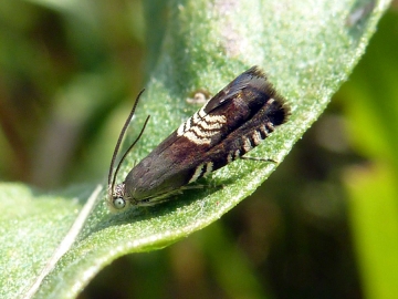Tortricidae: Grapholita compositella