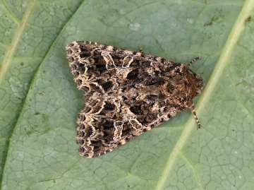 Hadena bicruris