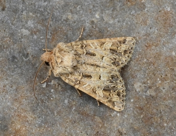 Hadena perplexa