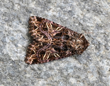 Hadena rivularis