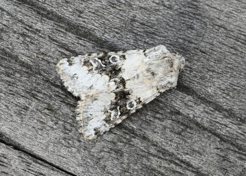 Hecatera bicolorata