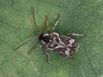 Hedobia imperialis