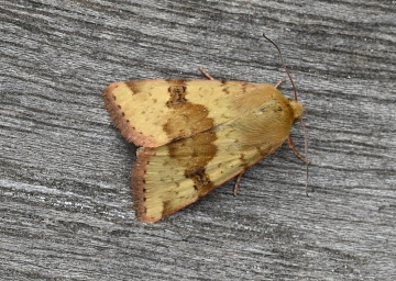 Heliothis viriplaca