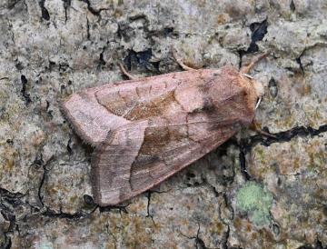 Hydraecia micacea