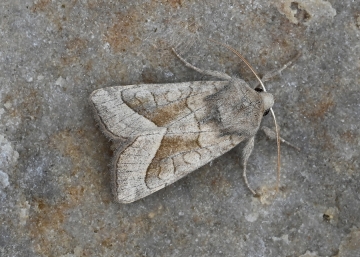 Hydraecia micacea
