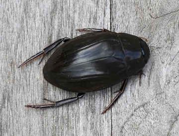 Hydrophilus piceus