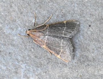 Hypsopygia glaucinalis