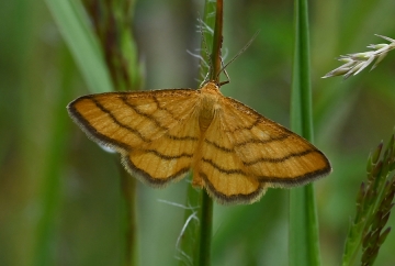 Idaea aureolaria