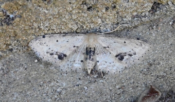 Idaea dimidiata