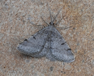 Isturgia berytaria