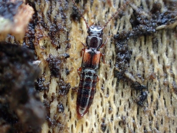 Siagonium quadricorne