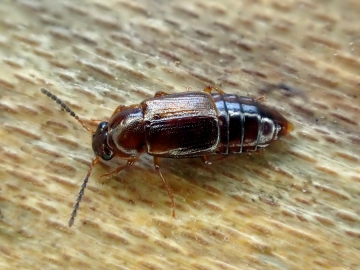 Phyllodrepoidea crenata