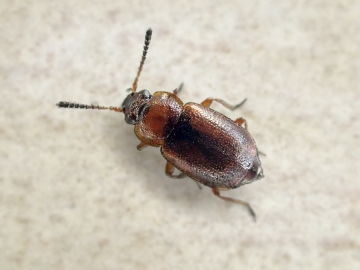 Anthobium atrocephalum