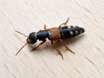 Staphylinus erythropterus