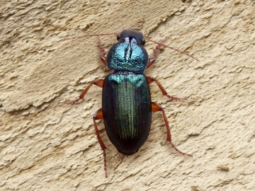 Ophonus azureus