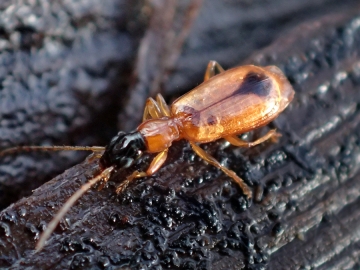 Demetrias monostigma