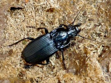 Abax parallelepipedus