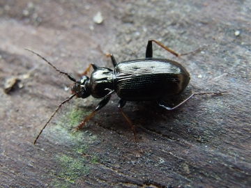 Loricera pilicornis
