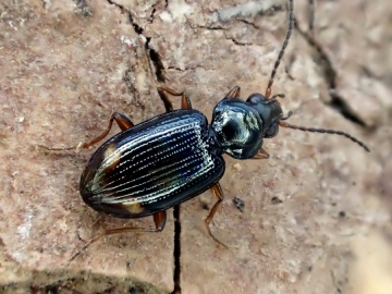 Bembidion biguttatum