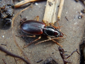 Paranchus albipes