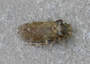 Ledra aurita