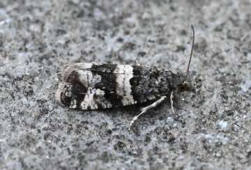 Lobesia abscisana