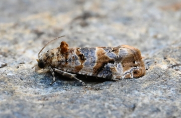Lobesia botrana