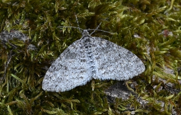 Lobophora halterata