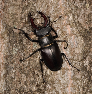 Lucanus cervus