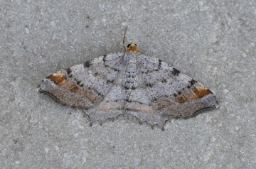 Macaria liturata