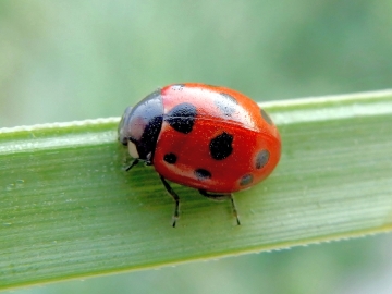 Coccinella undecimpunctata