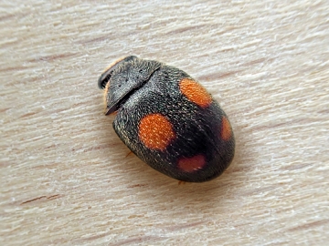 Platynaspis luteorubra