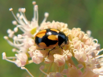 Coccinella hieroglyphica