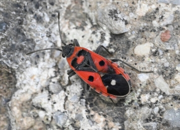 Melanocoryphus albomaculatus