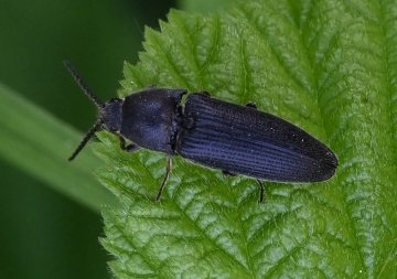 Melanotus punctolineatus