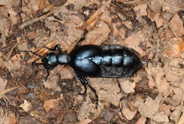 Meloe violaceus
