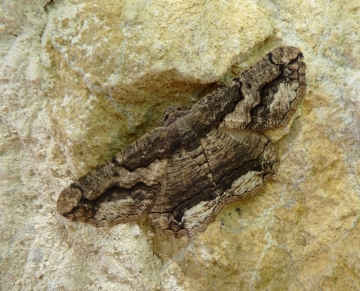 Geometridae: Menophra japygiaria