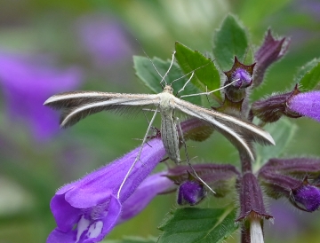 Merrifieldia leucodactyla